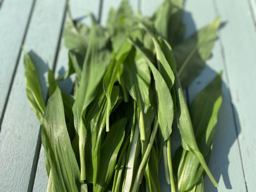 Bunch of fresh wild garlic leaves arranged on a light blue wooden surface.