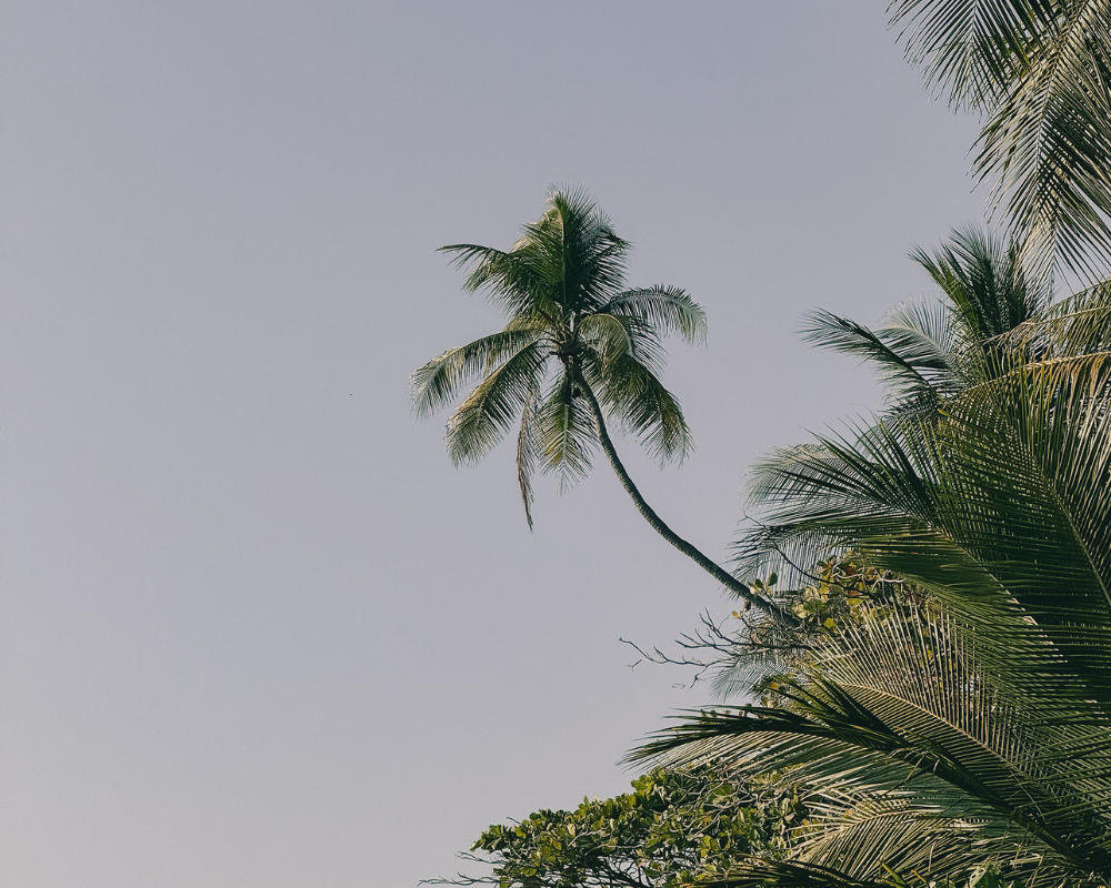 Green palm leaves against a pale sky, echoing restored wellbeing with calmer rest, protected sleep, intentional nourishment and genuine connection.